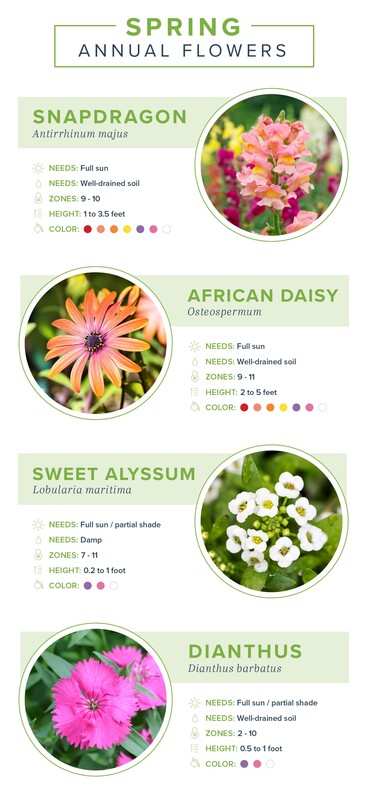 18 Best Annual Flowers - Annual Flowers List