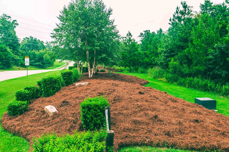 Fresh pinestraw installed in a large flowerbed