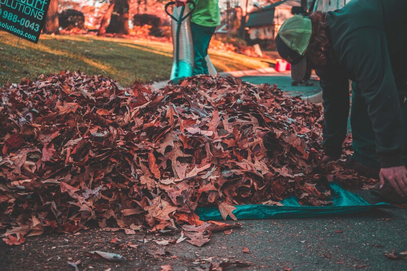 Workers removing leaves