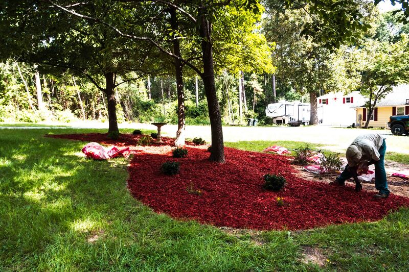 Spreading new wood mulch in a flowerbed